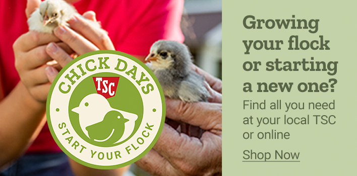 Chick Days TSC. Growing your flock or starting a new one? Find all you need at your local TSC or online. Shop Now