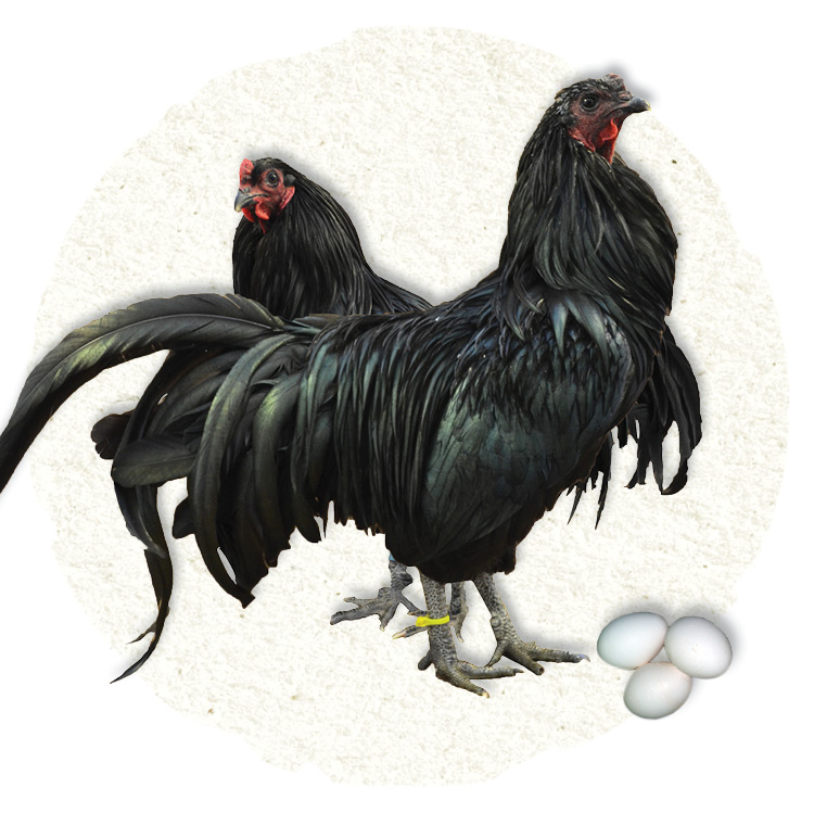 Image of Old English Game chickens.