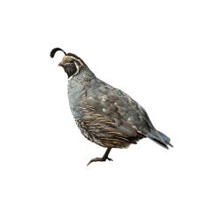 Quail