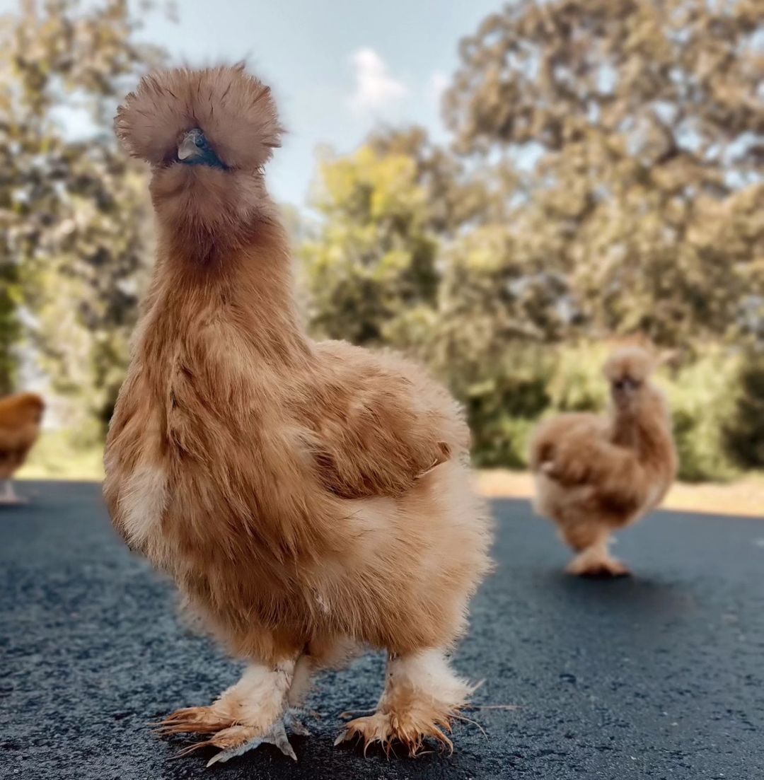 Poultry at thejonesroost