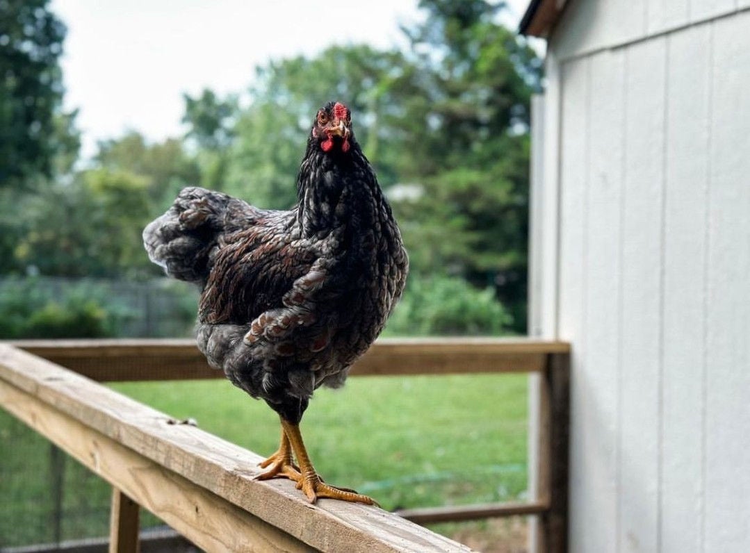 Poultry at home