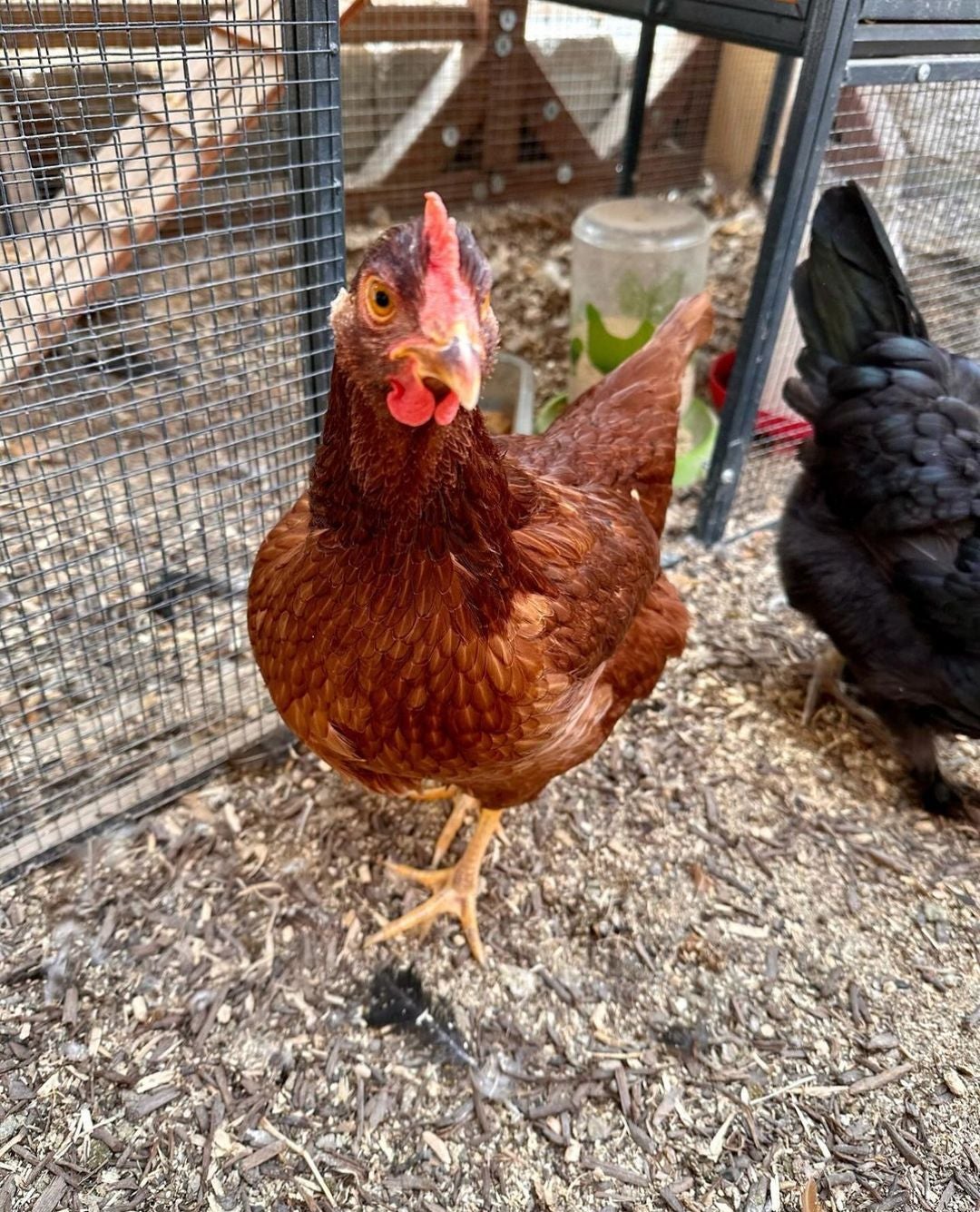 Poultry at eggselent acres