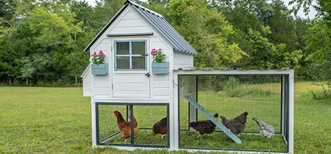 Chicken coop basics