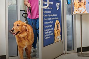 Pet entering into pet vet clinic 