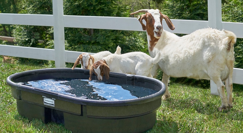 One adult goat and two kid goats drinking water from stock tank