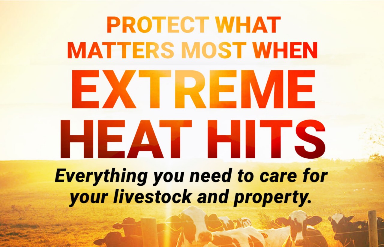 Cattle in field in extreme heat with text saying “protect what matters most when extreme heat hits – everything you need to care for your livestock and property”