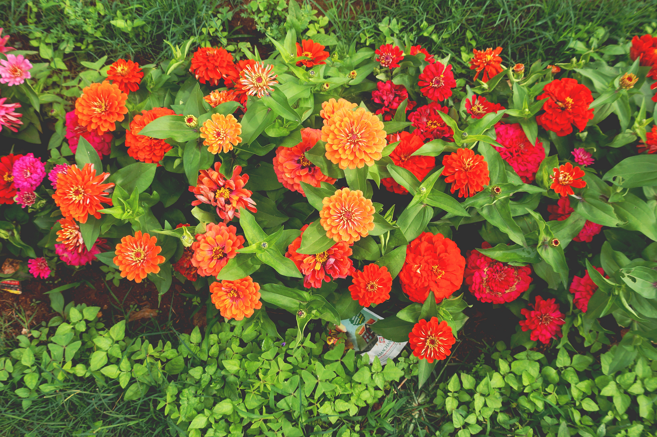 Image of a group of zinnia flowers in bloom.