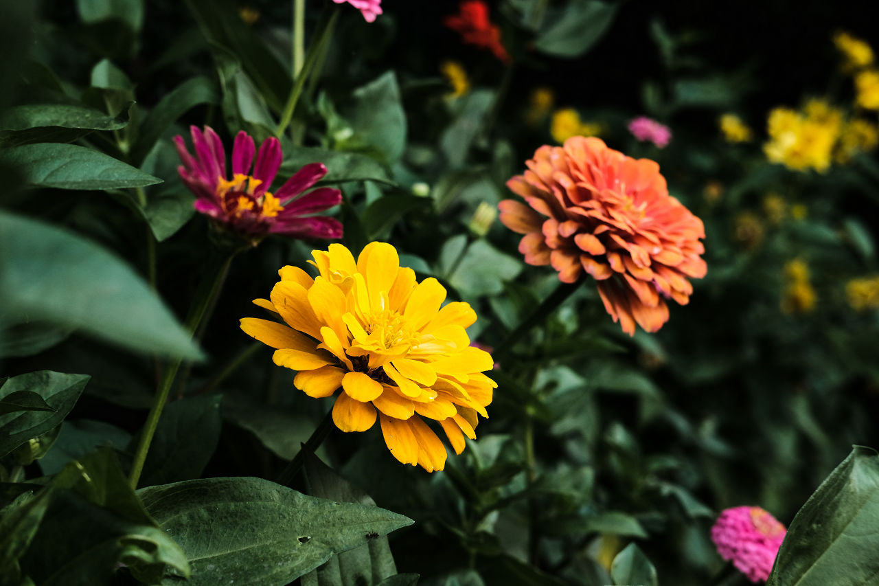 Image of a zinnia plants blooming.
