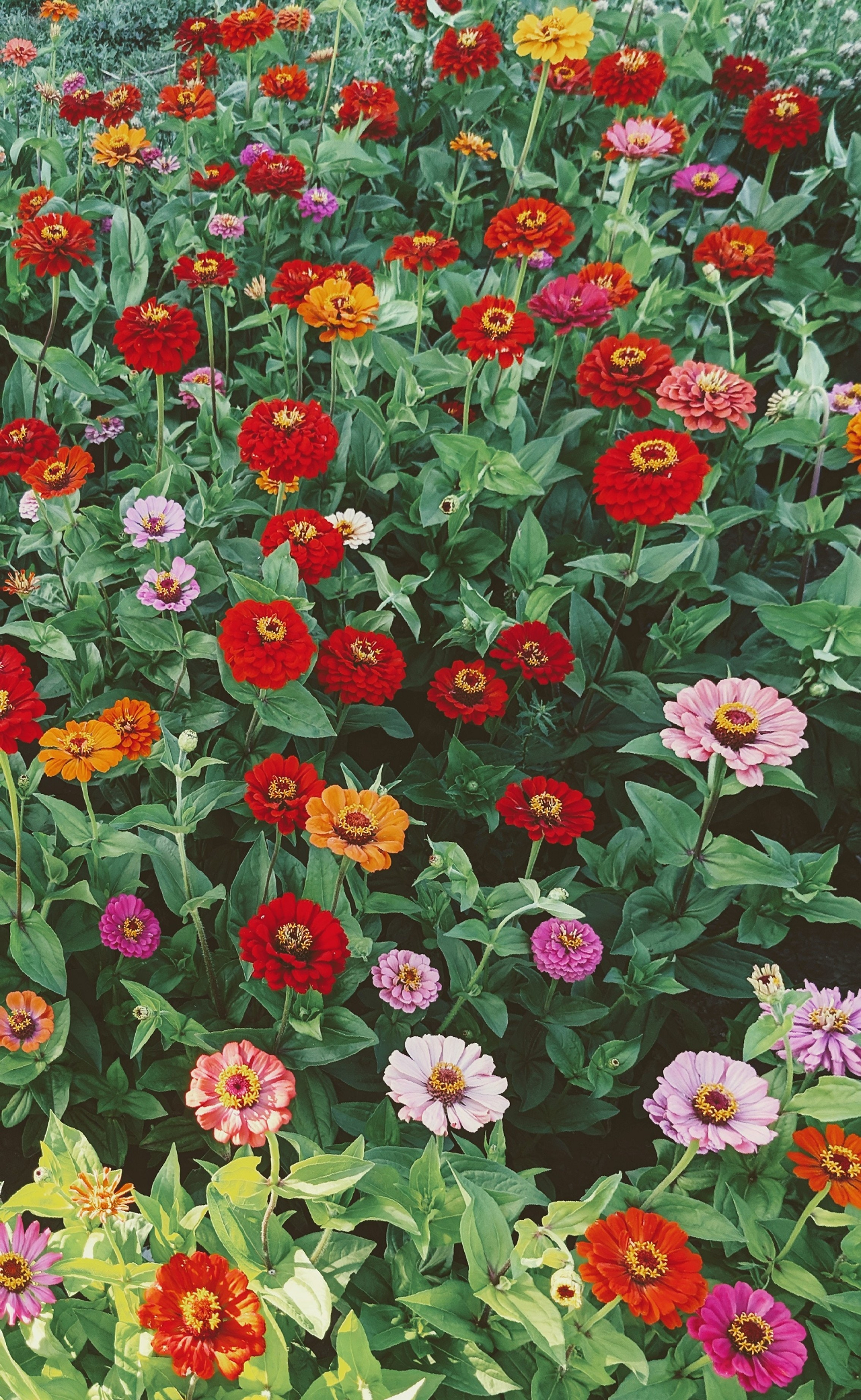 Image of a group of zinnias in bloom.