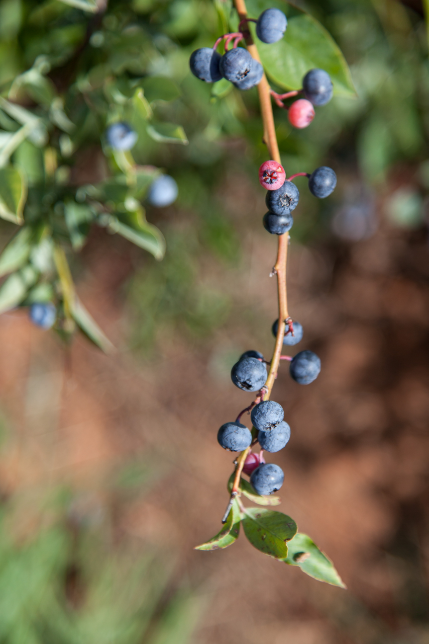 Image of a blueberry shrub with blueberries growing.