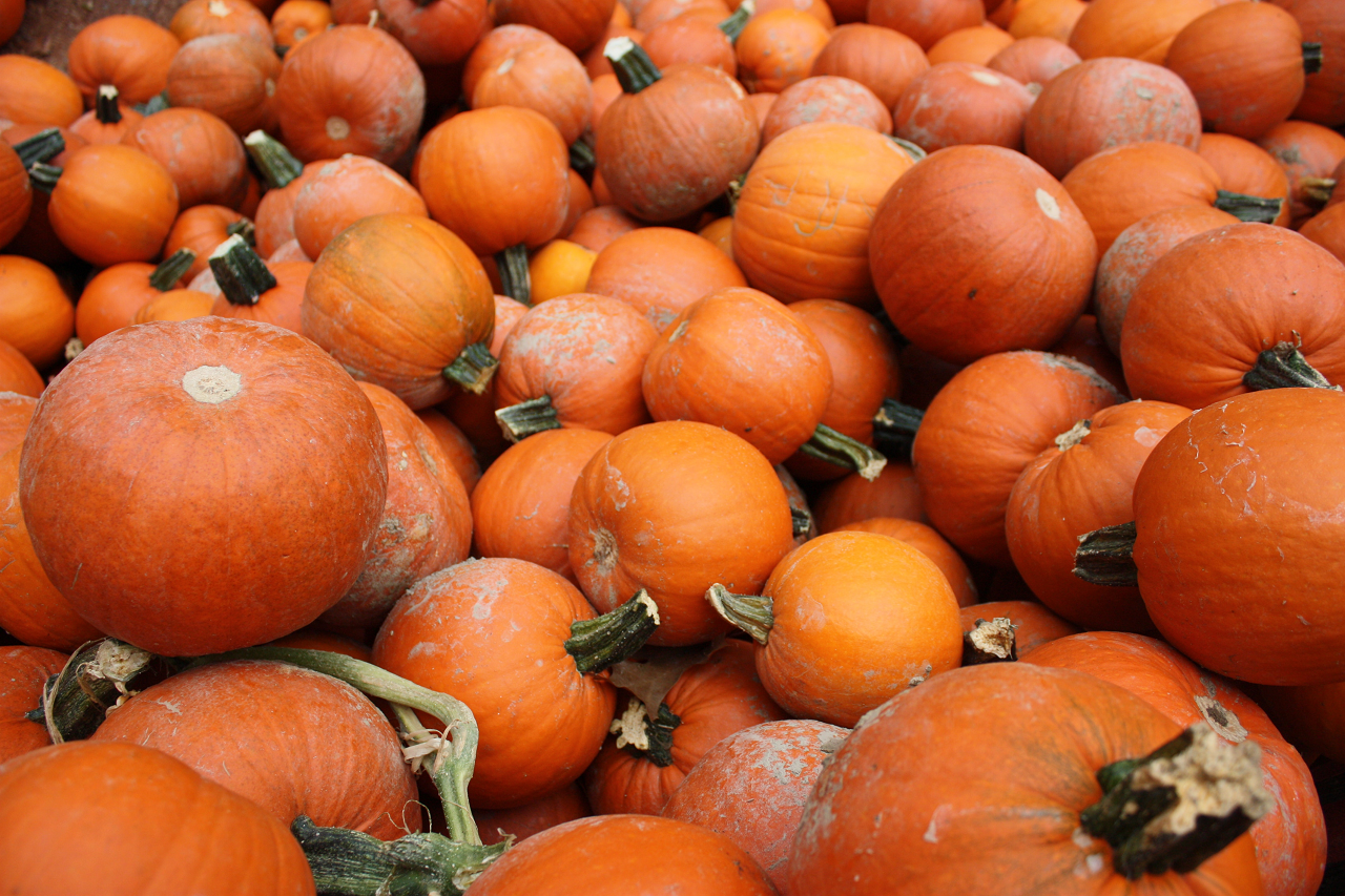 Image of orange pumpkins in a pile.