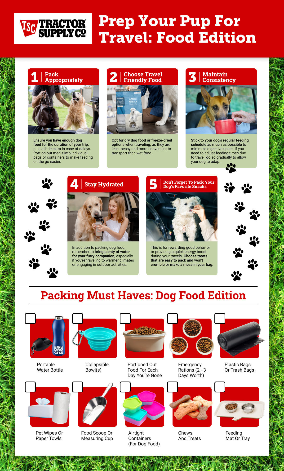 Dog travel essentials infographic