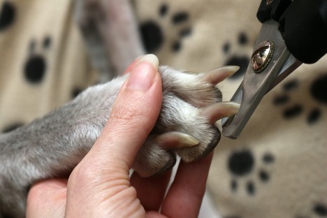 Tractor supply cheap nail trimming