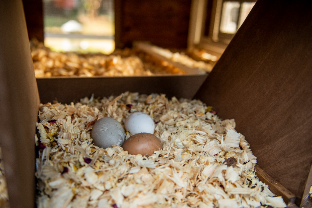 The Chicken and the Egg: Which Breed to Buy, and Why - SoCal Nestbox
