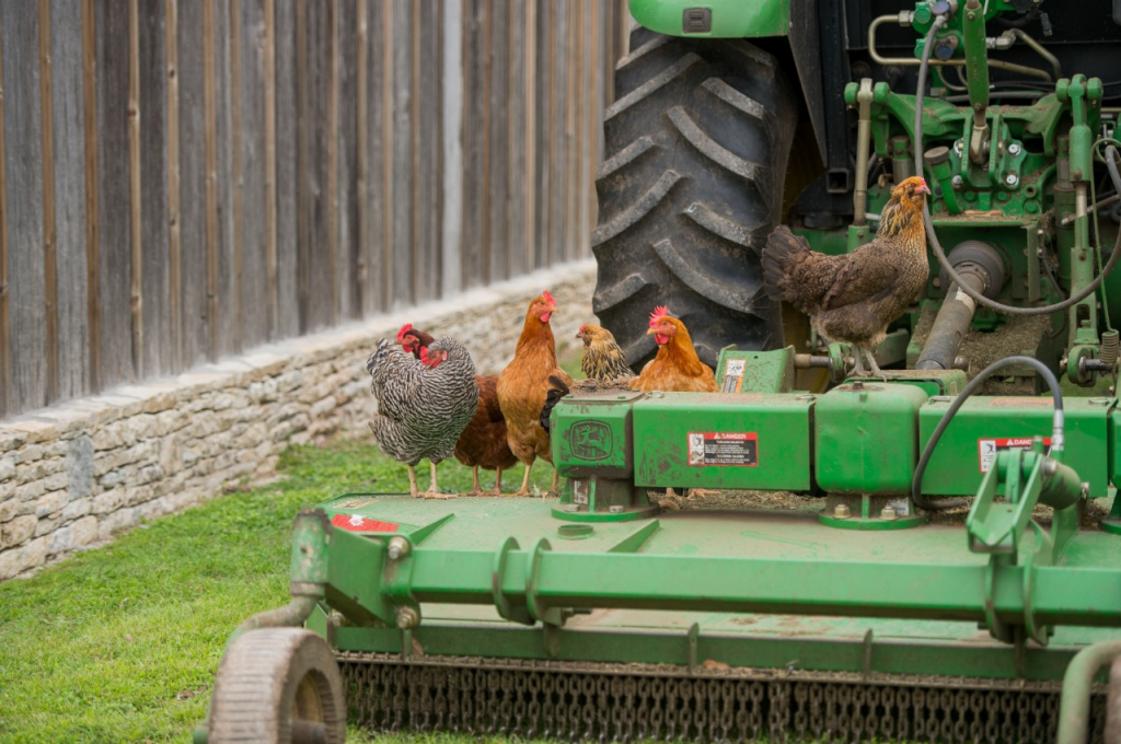 Friendliest Chicken Breeds - Ocala Breeders Feed & Supply