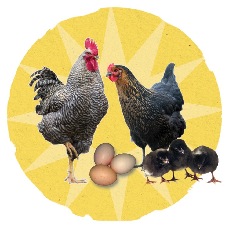 Image of Black Sex Link chickens.