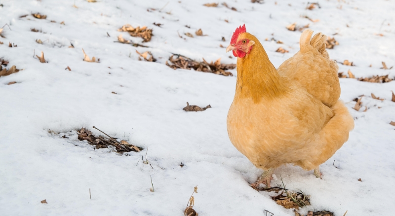 Buff Orpington chicken enjoying snow on ground outside coop
