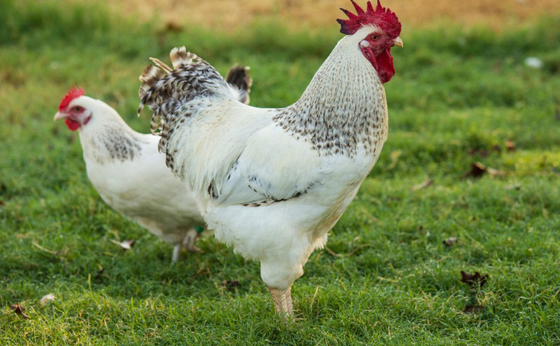 Two Delaware chickens with white feathers roaming in grass