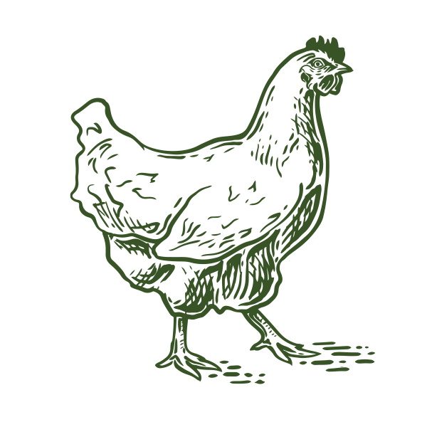 adult chicken