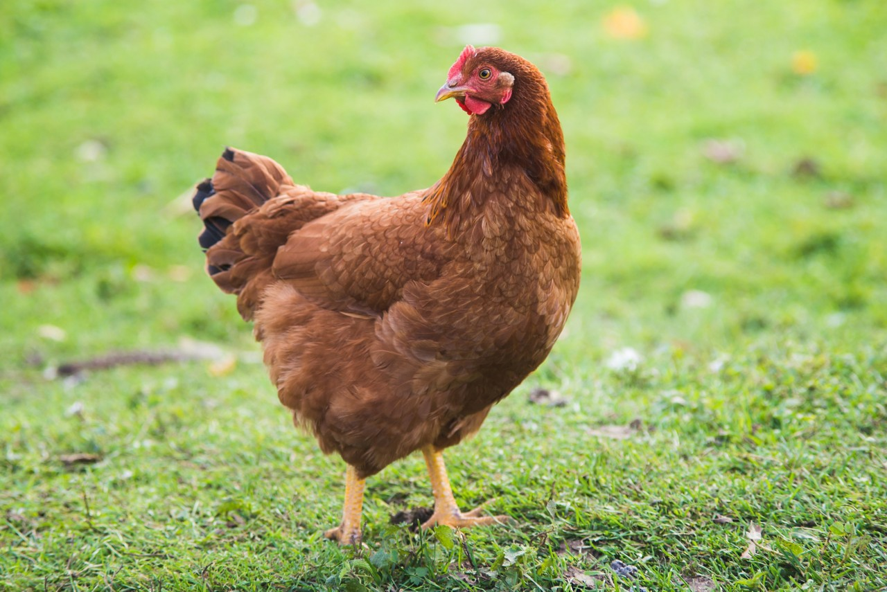 Image of a Rhode Island Red hen.