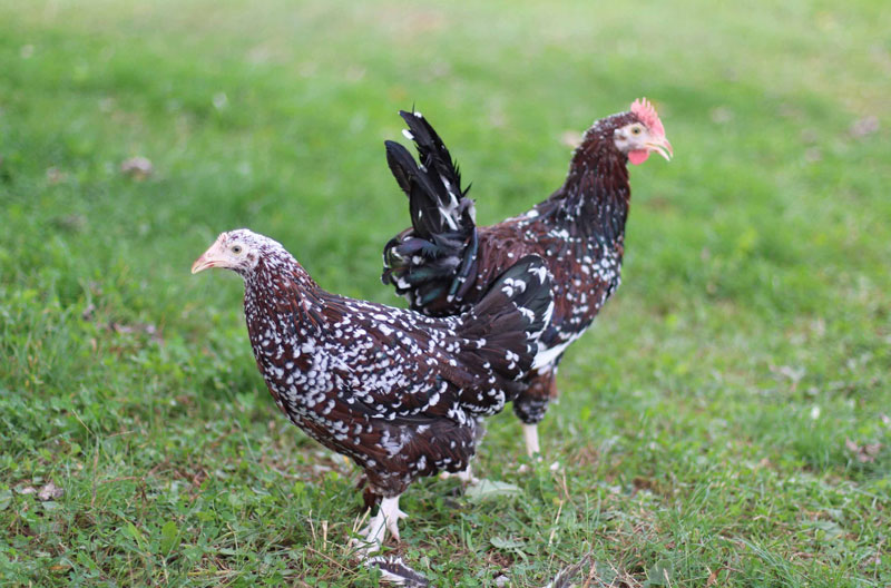 Two Speckled Sussex chickens pictured on grass