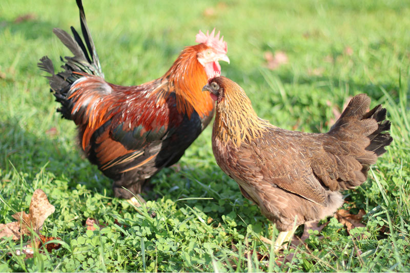 Two Welsummer chickens enjoying sunshine in grass