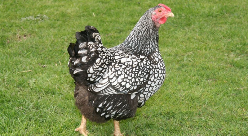 Wyandotte hen with white, black and brown feathers walking on grass